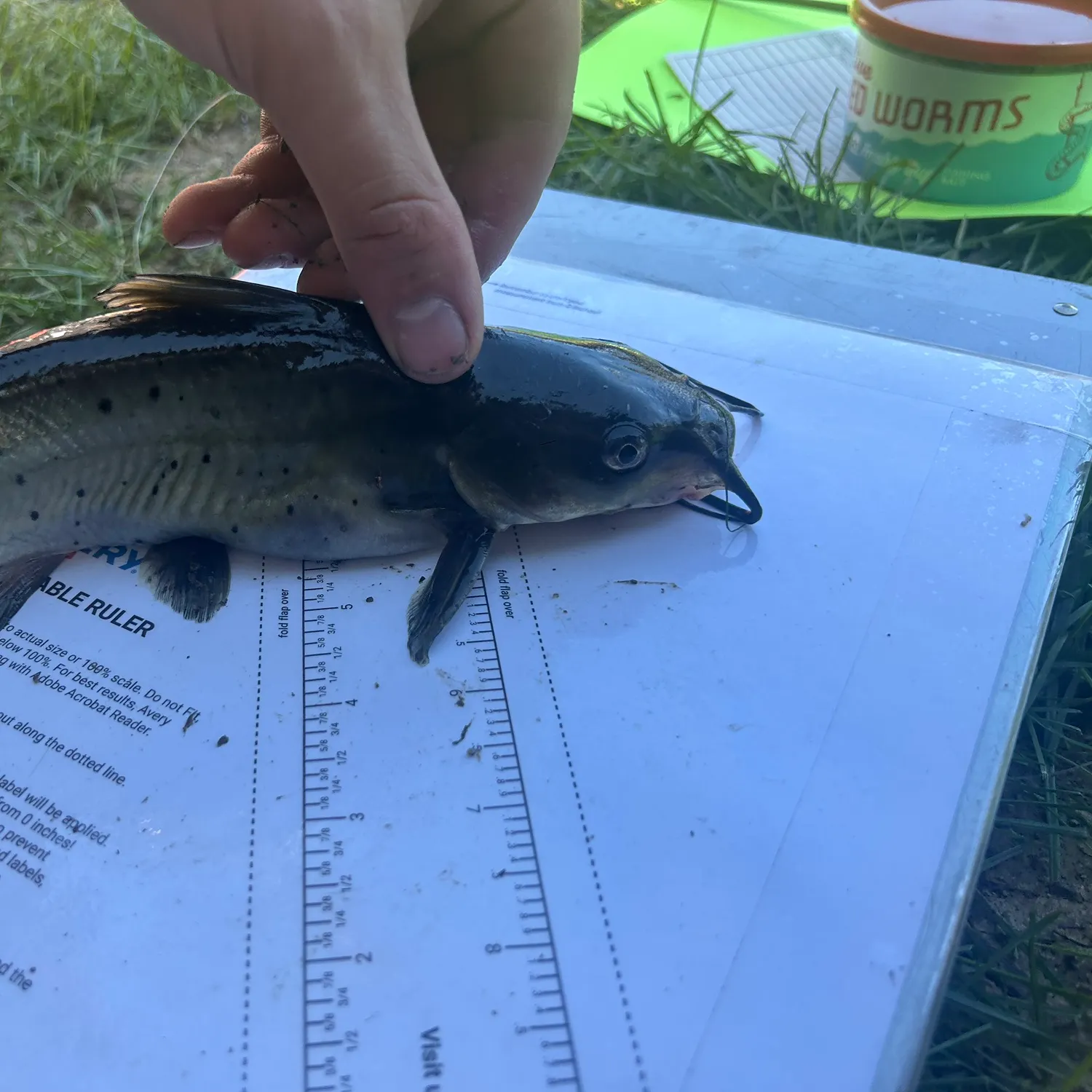 Channel catfish caught on Fishbrain