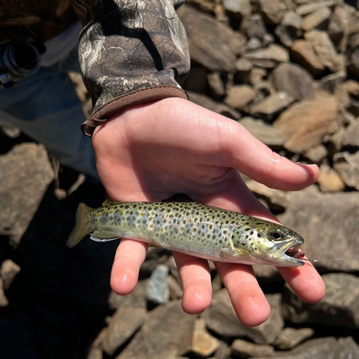 The most recent Sea trout catches on Fishbrain