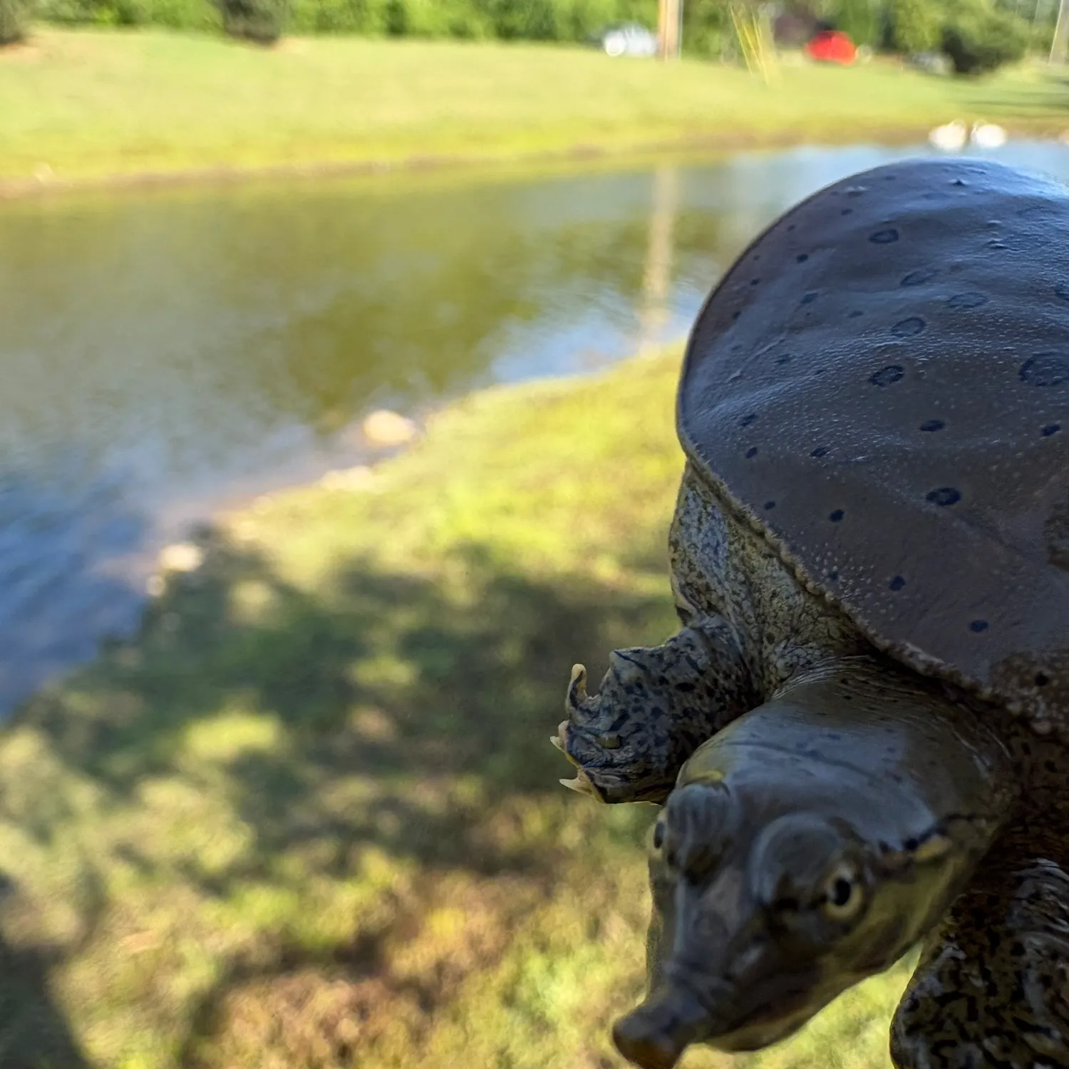The most recent Spiny softshell turtle catches on Fishbrain