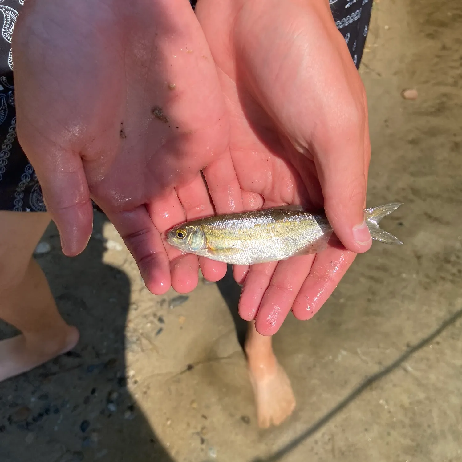 The most recent Silver shiner catches on Fishbrain