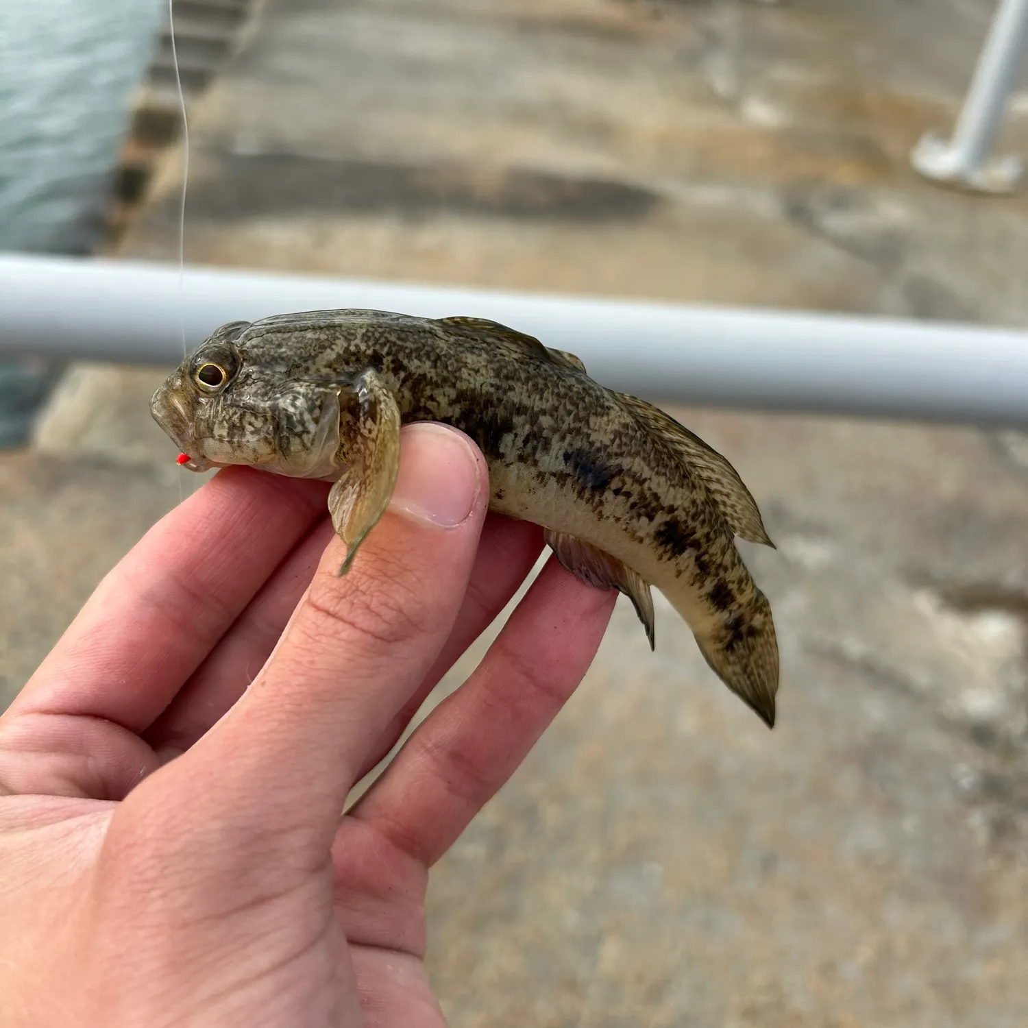 The most recent Black goby catches on Fishbrain