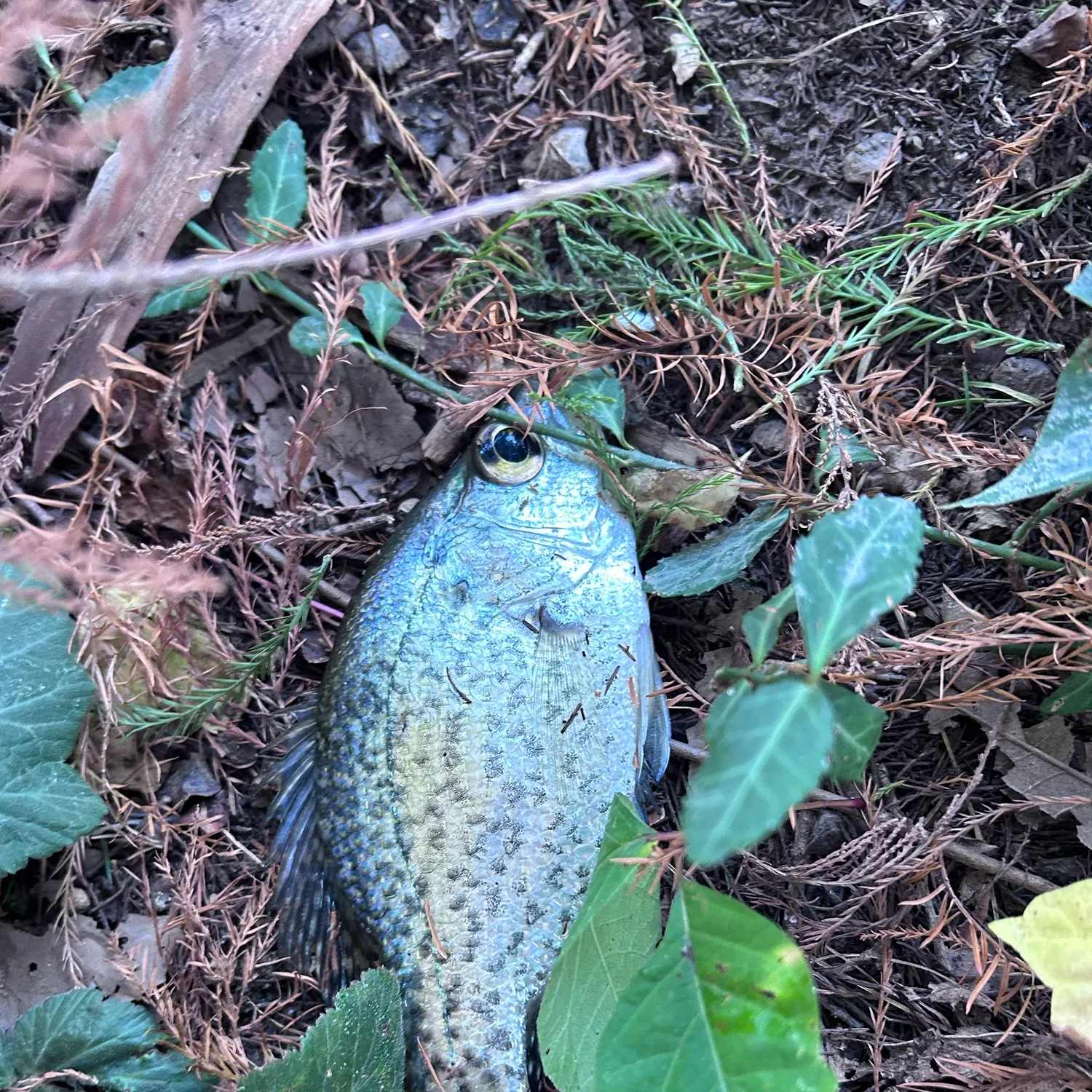 Black crappie caught on Fishbrain