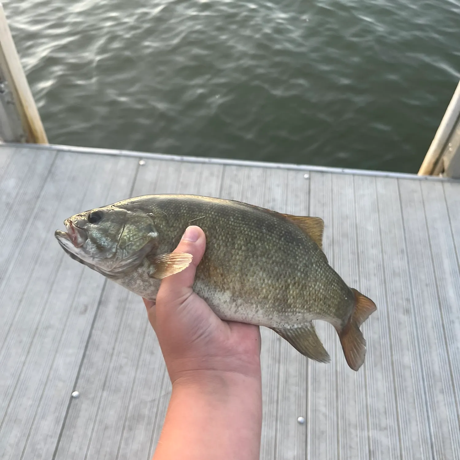Smallmouth bass caught on Fishbrain