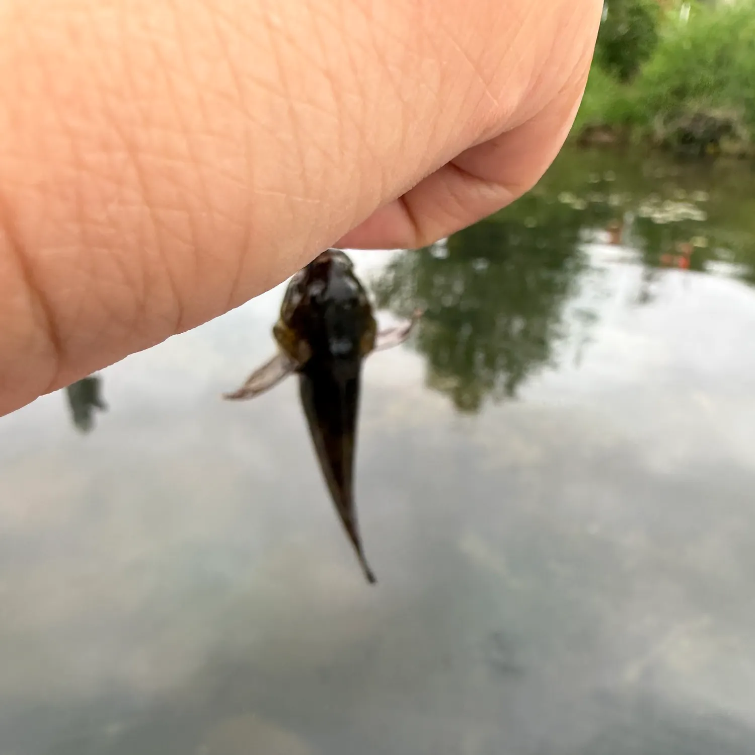 The most recent Longspined bullhead catches on Fishbrain