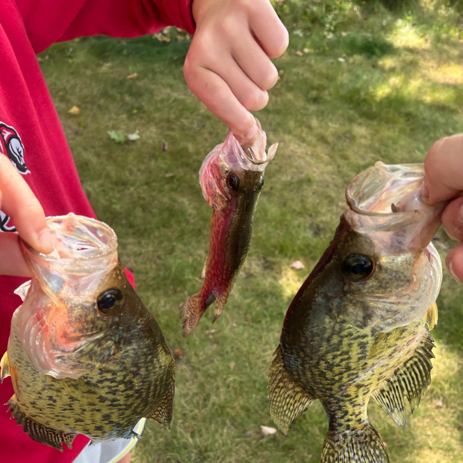 Black crappie caught on Fishbrain
