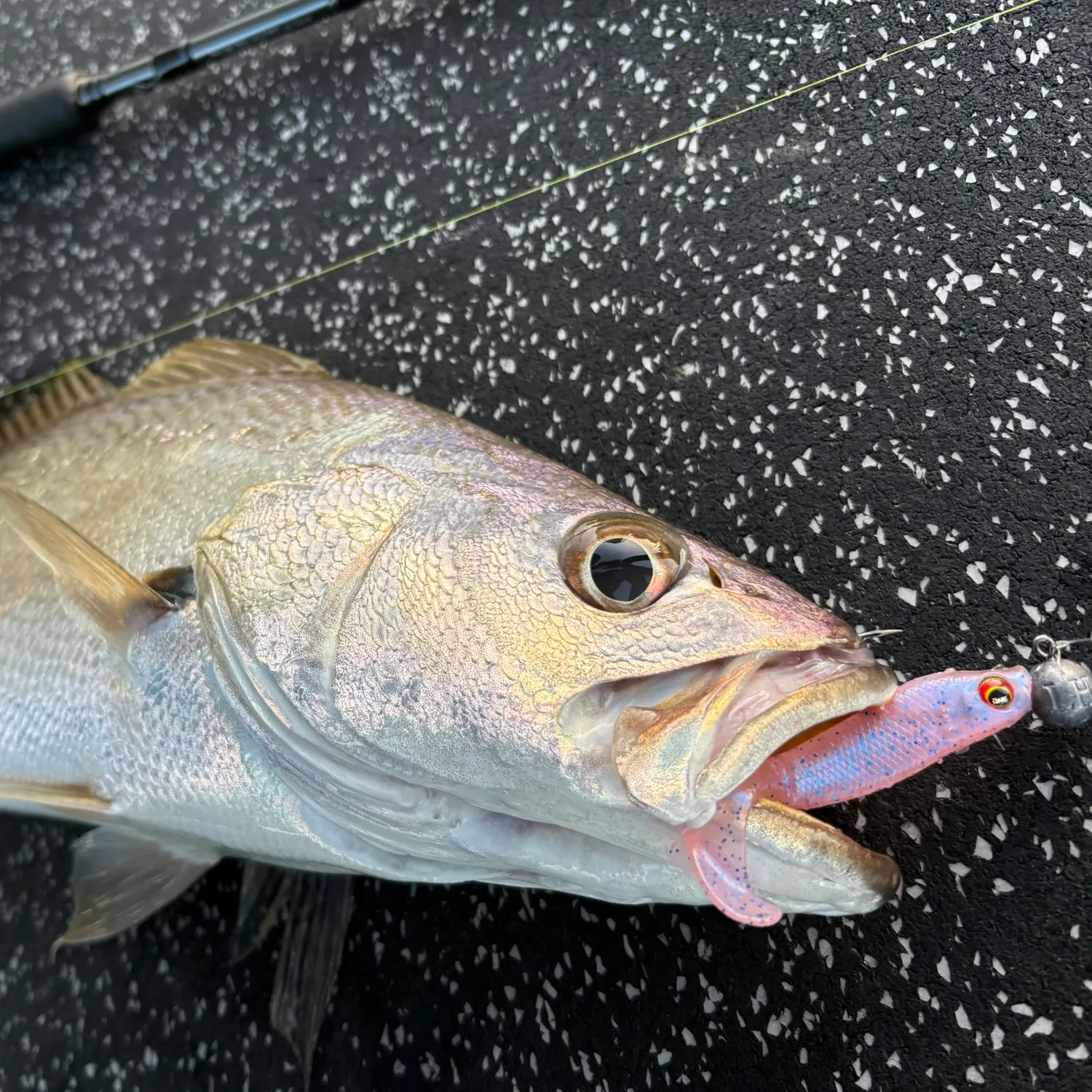 The most recent Japanese meagre catches on Fishbrain