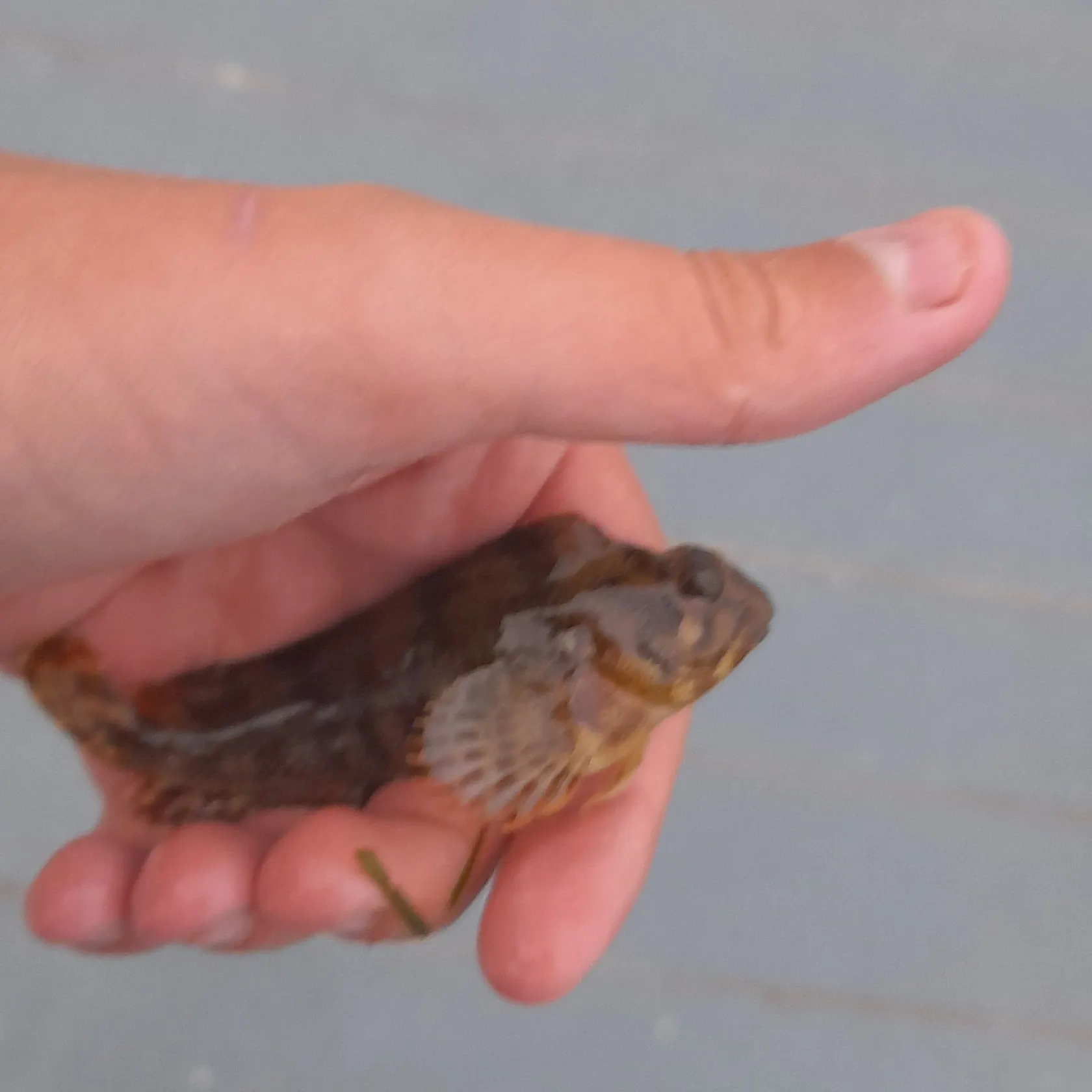 The most recent Tompot blenny catches on Fishbrain