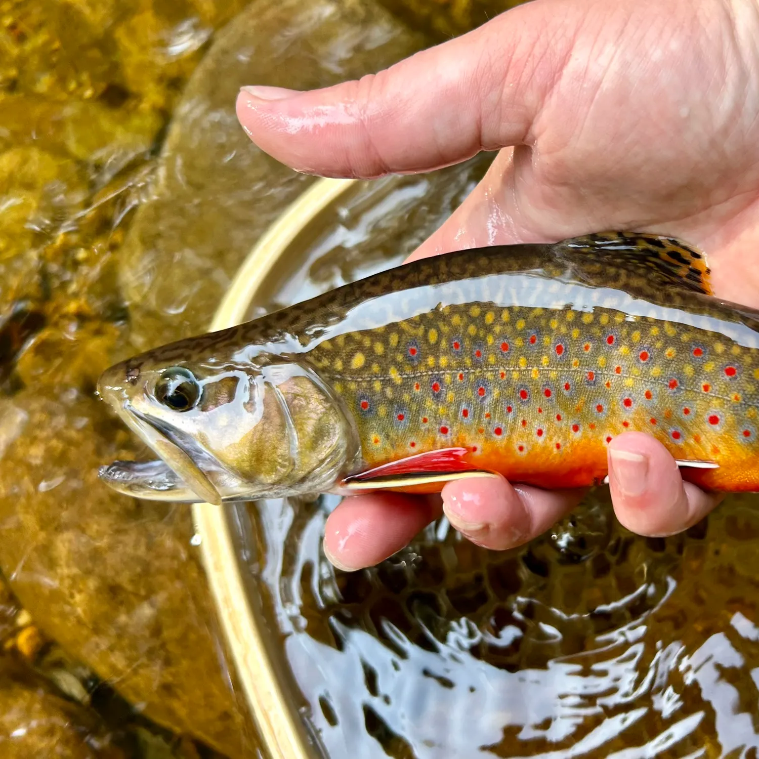 Brook trout caught on Fishbrain