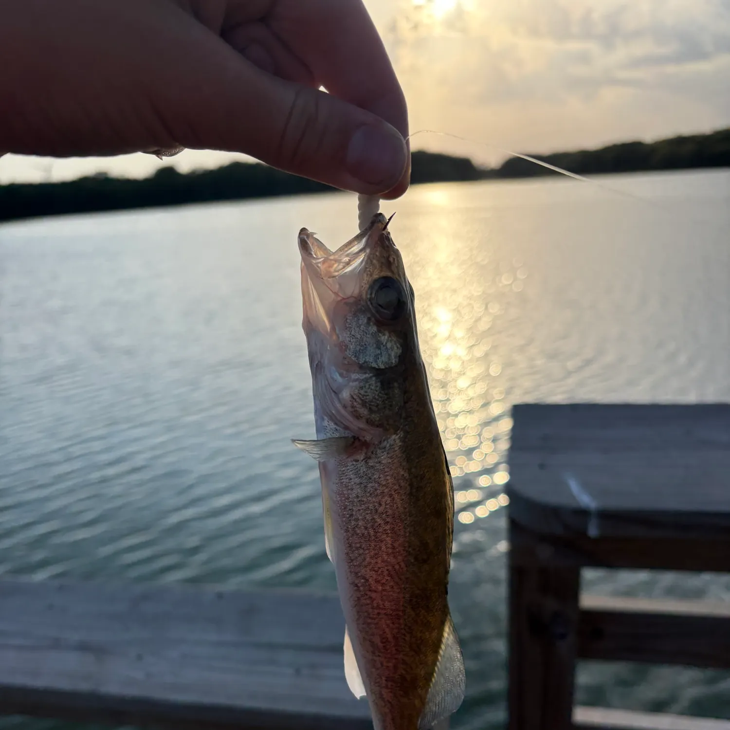 Walleye caught on Fishbrain