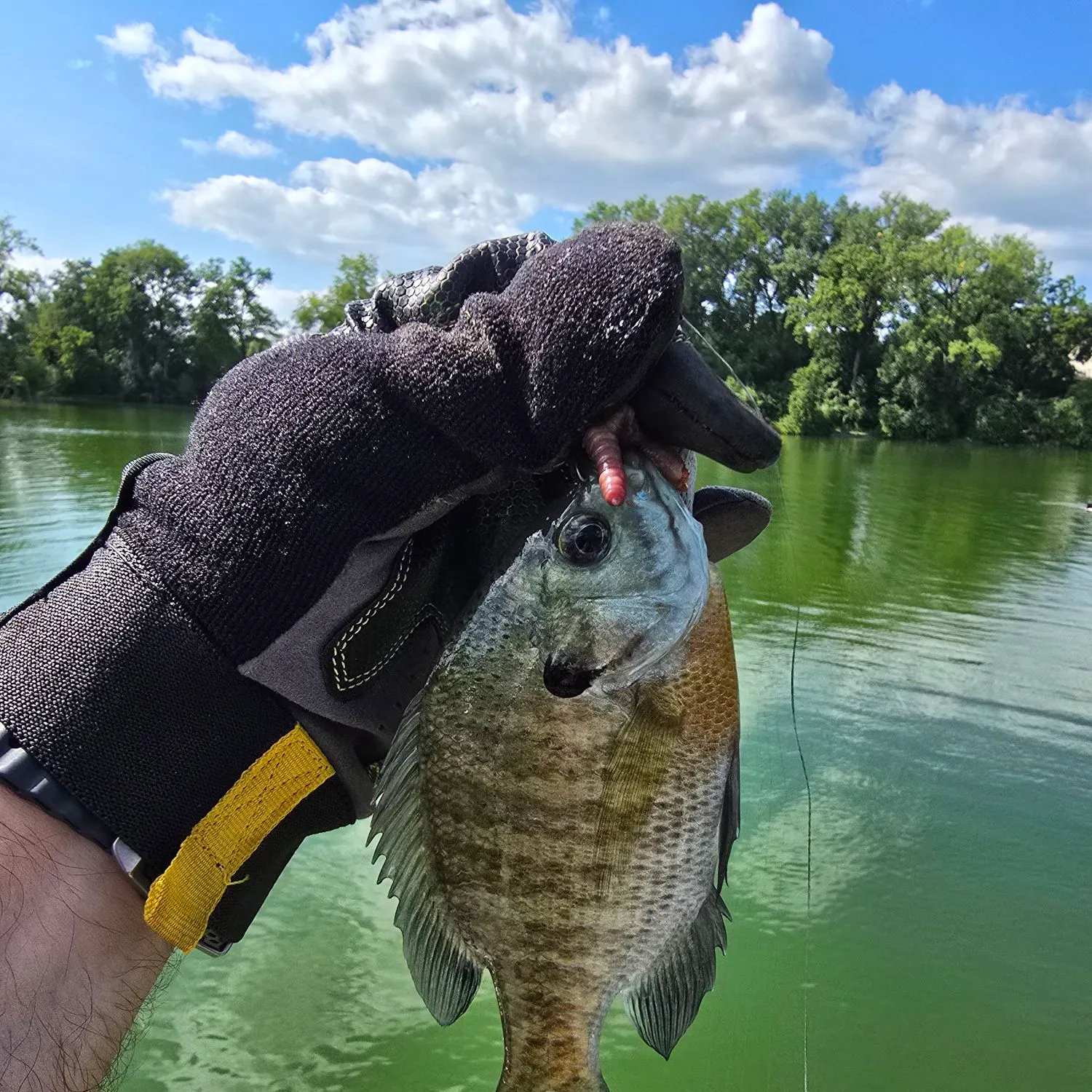 Bluegill caught on Fishbrain