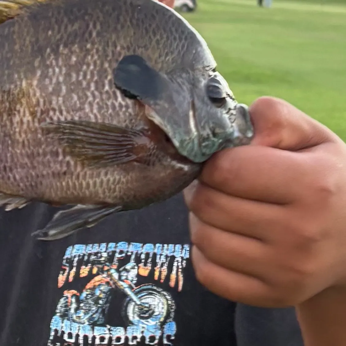 Bluegill caught on Fishbrain