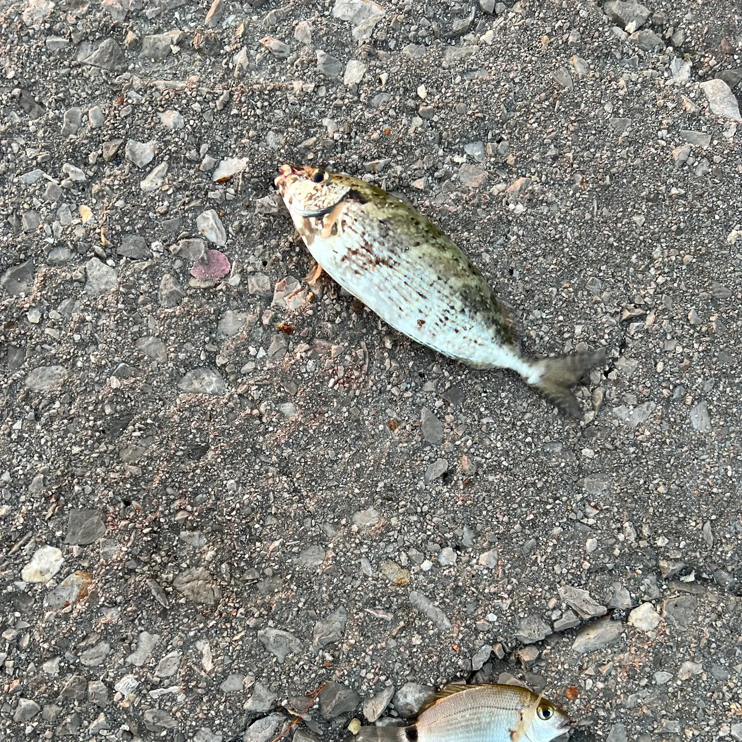 Siganus woodlandi caught on Fishbrain