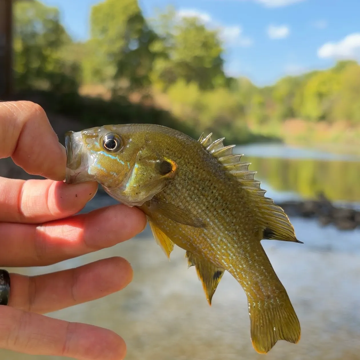 Green sunfish caught on Fishbrain