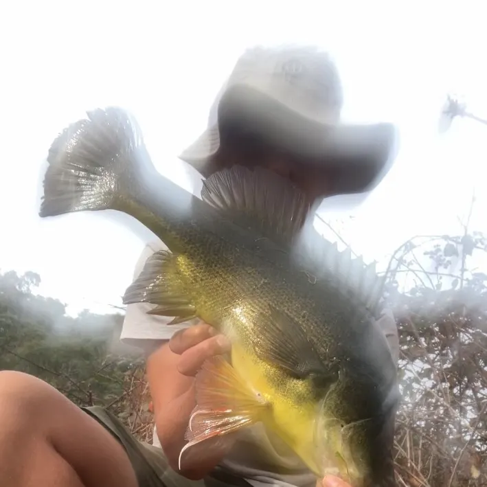 The most recent Golden perch catches on Fishbrain