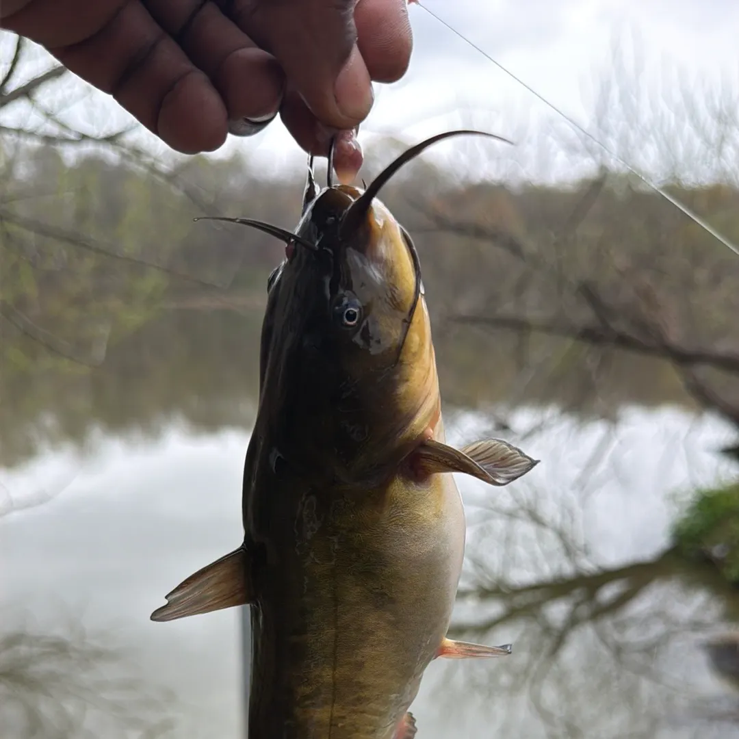 The most recent Brown bullhead catches on Fishbrain
