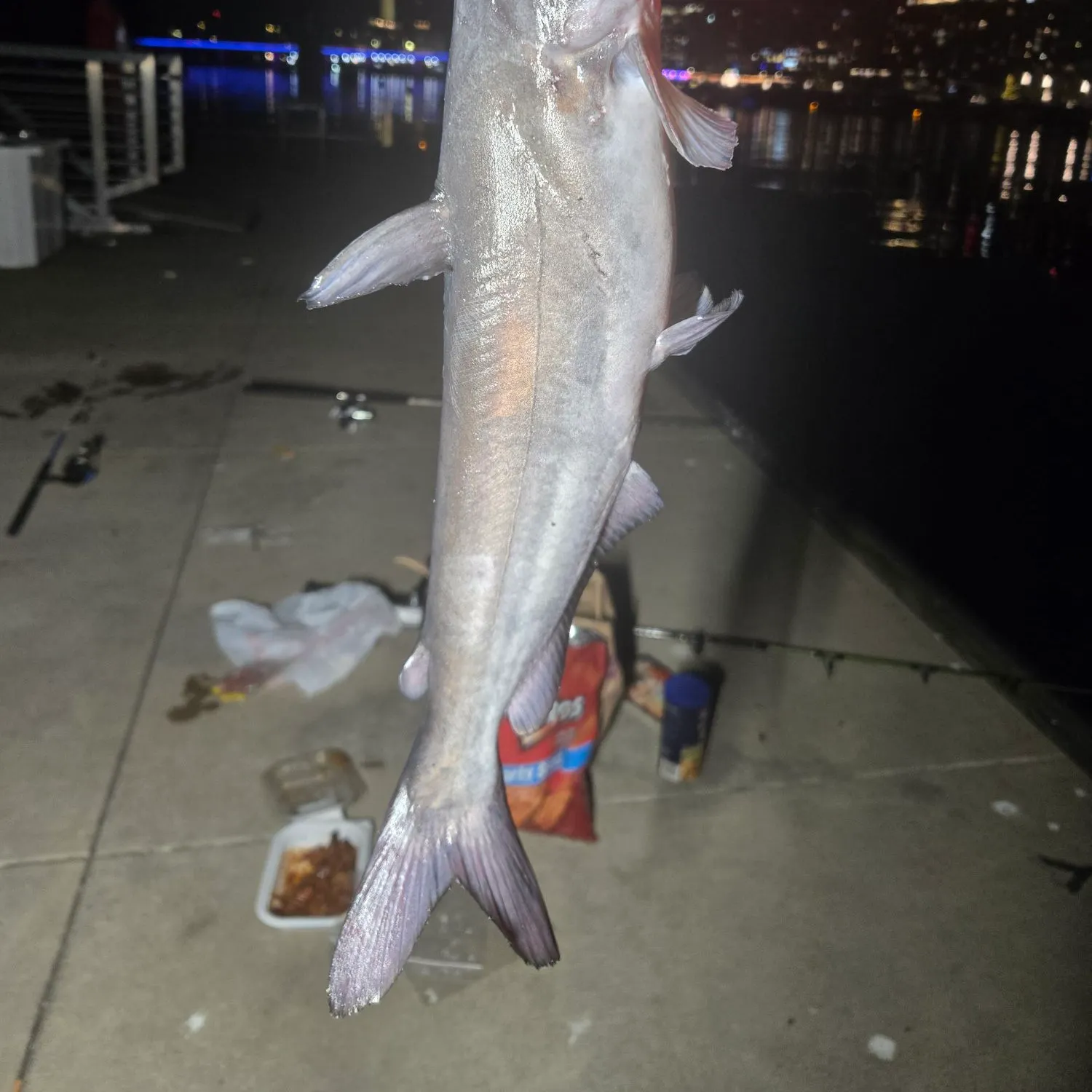 Channel catfish caught on Fishbrain