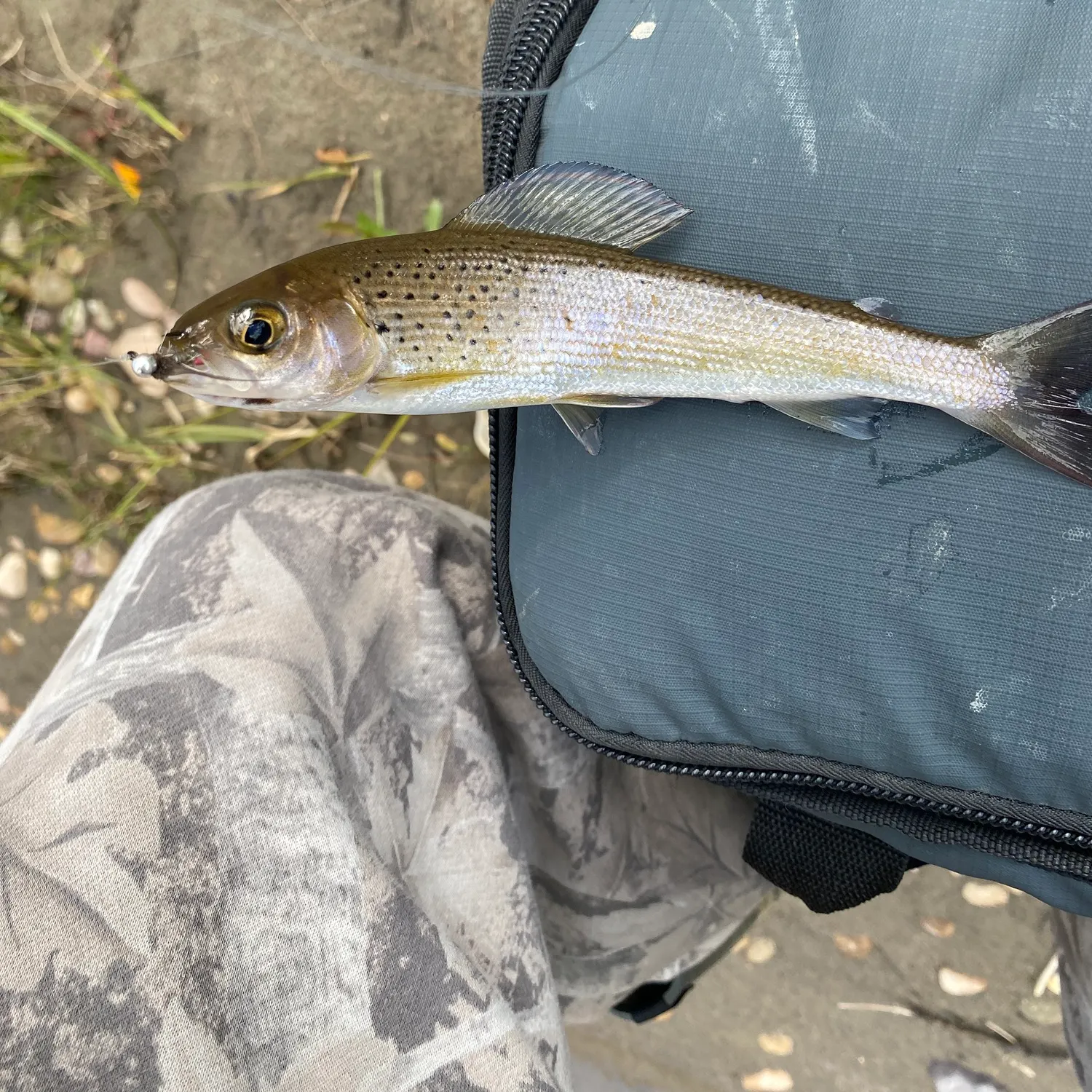 Arctic grayling caught on Fishbrain