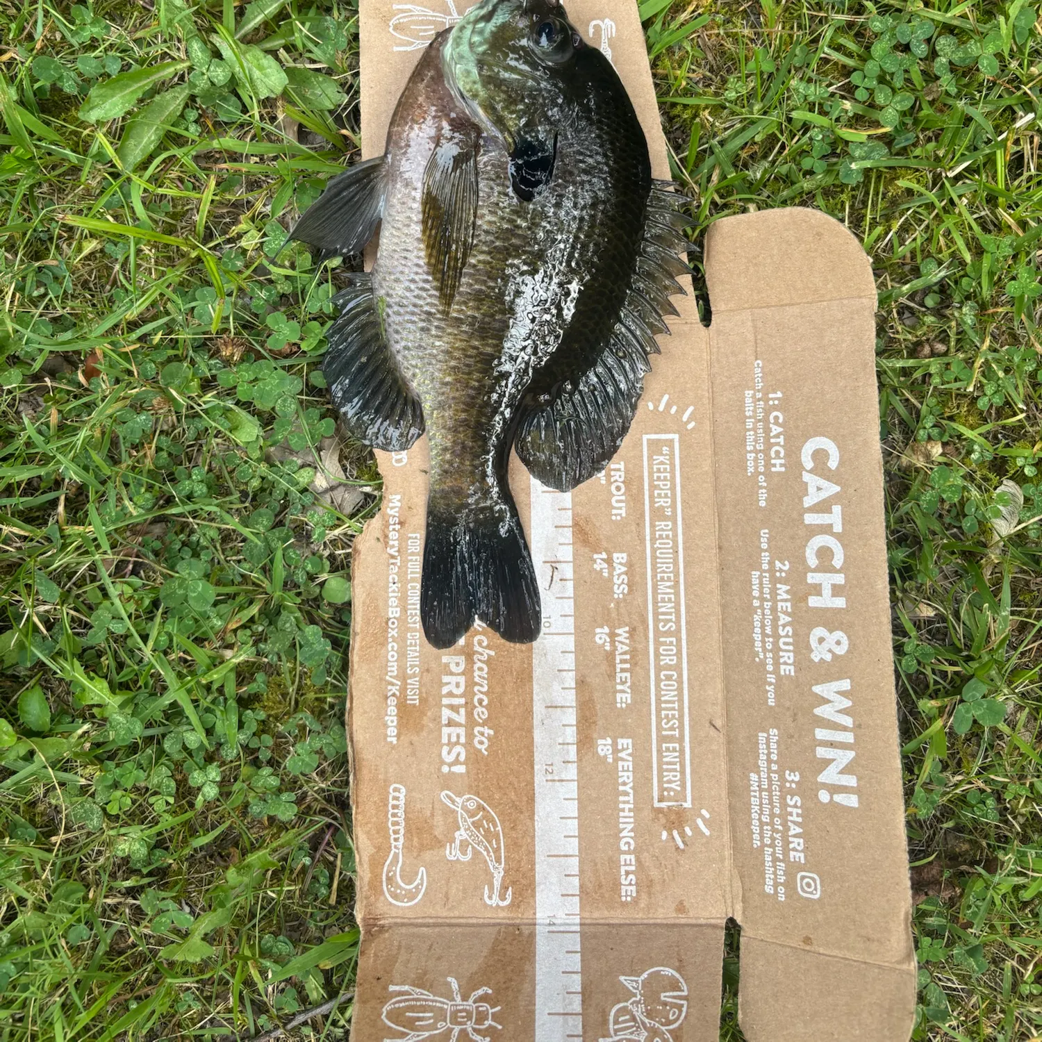 recently logged catches