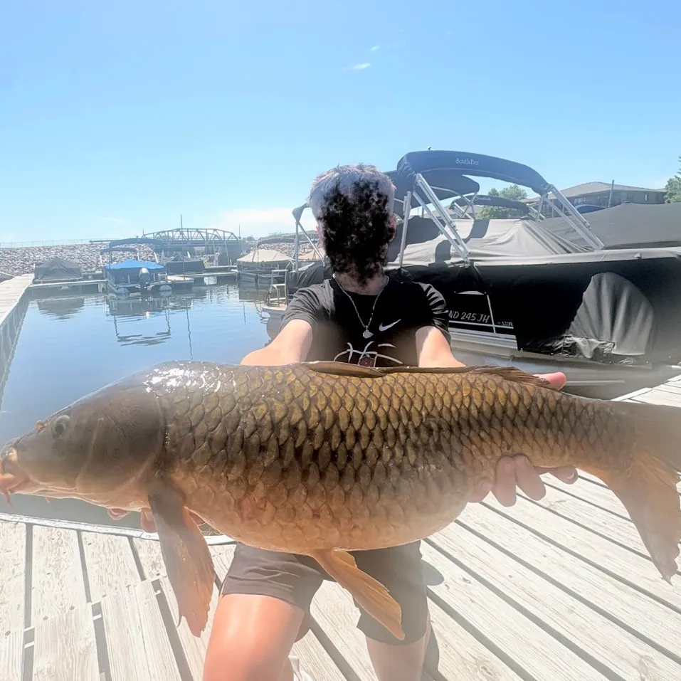 The most recent Common carp catches on Fishbrain