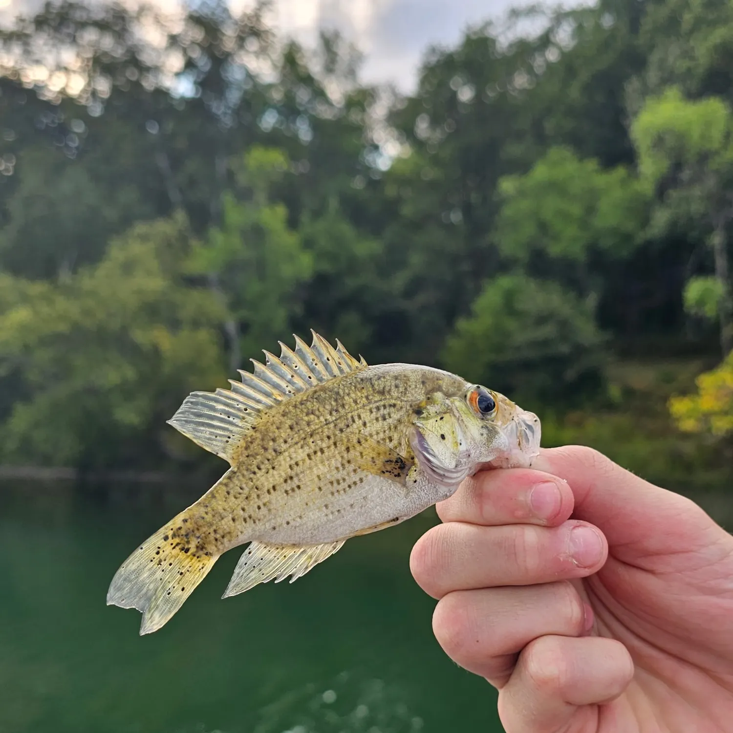 Rock bass caught on Fishbrain