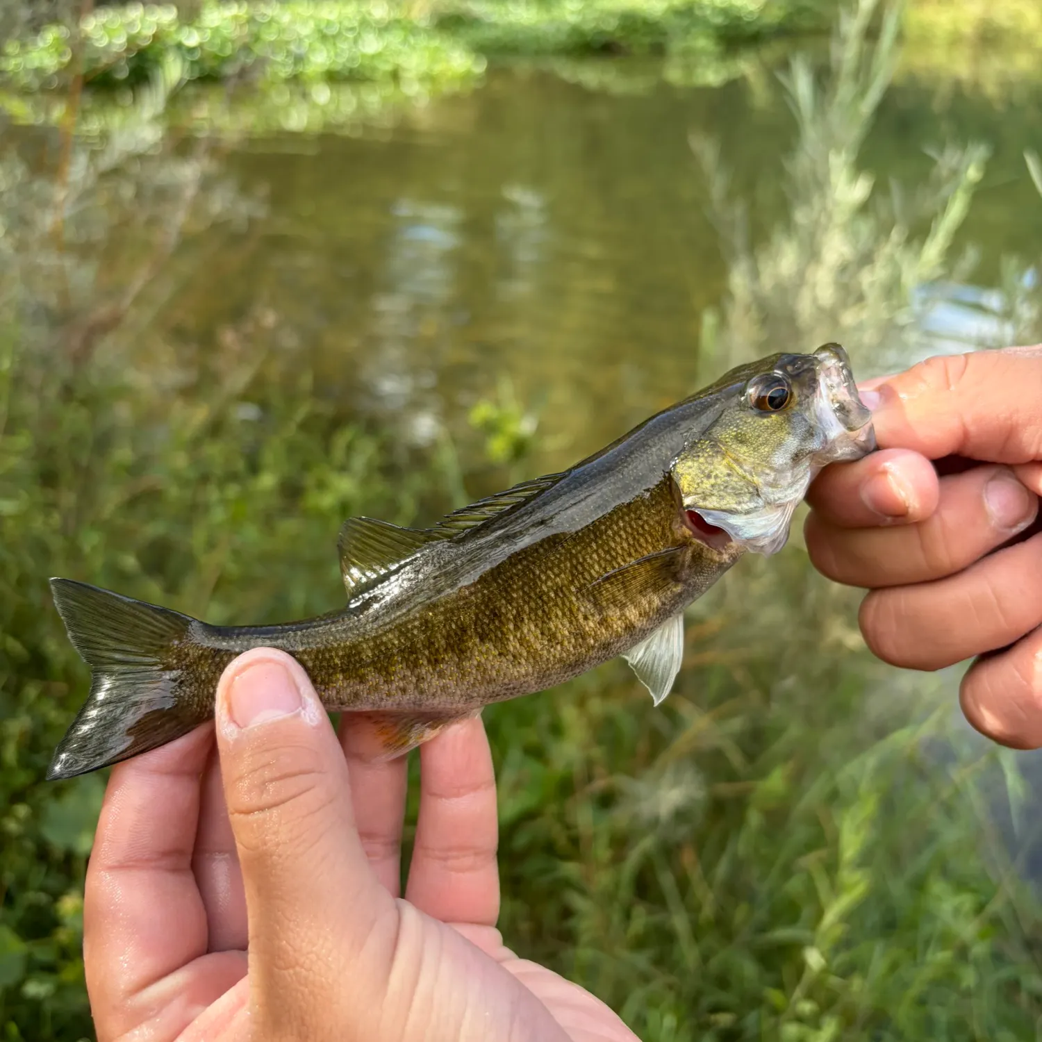 Spotted bass caught on Fishbrain