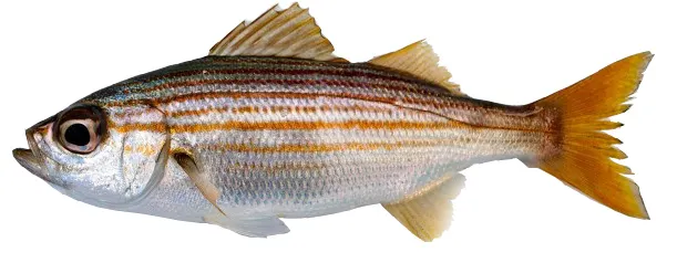 Salema porgy