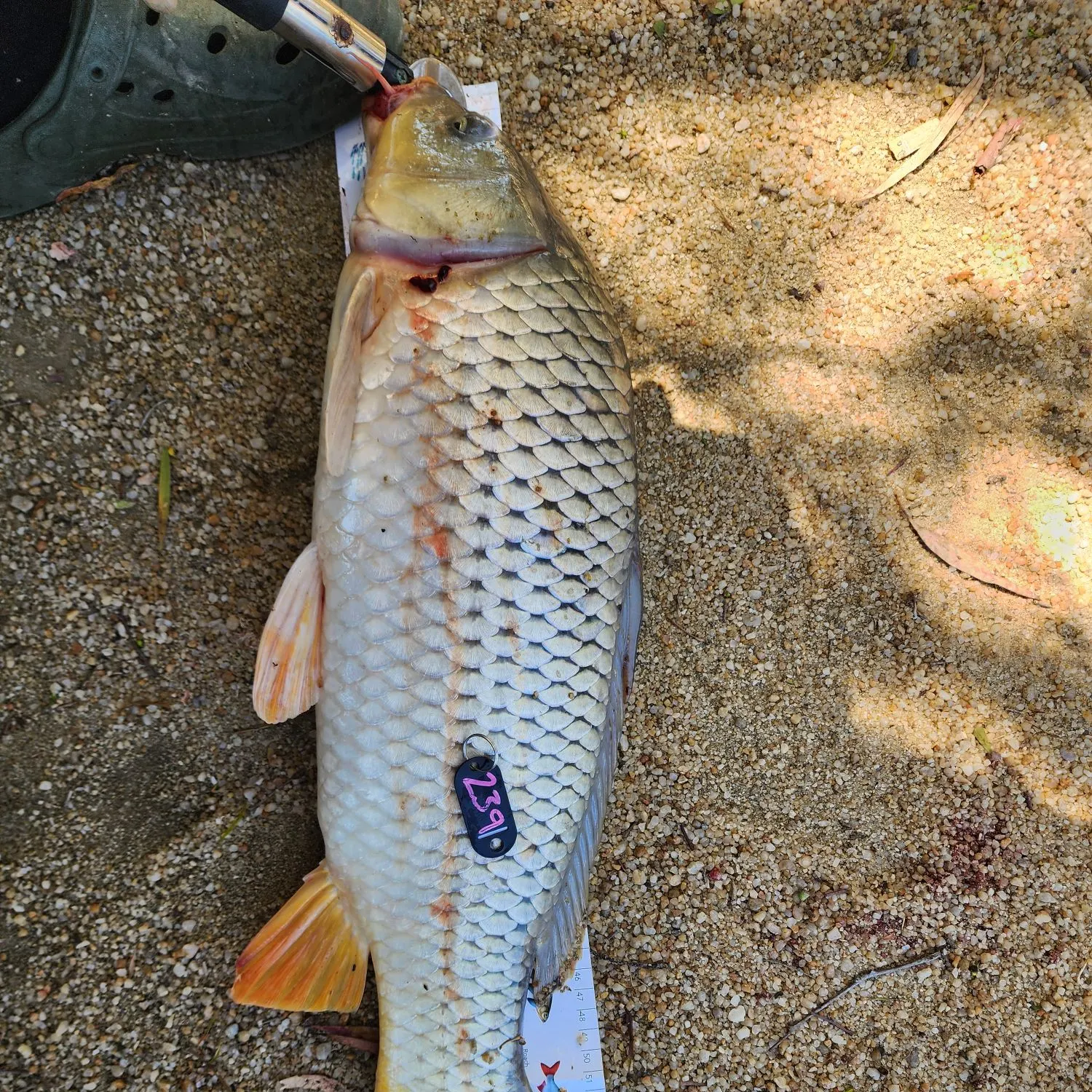 recently logged catches