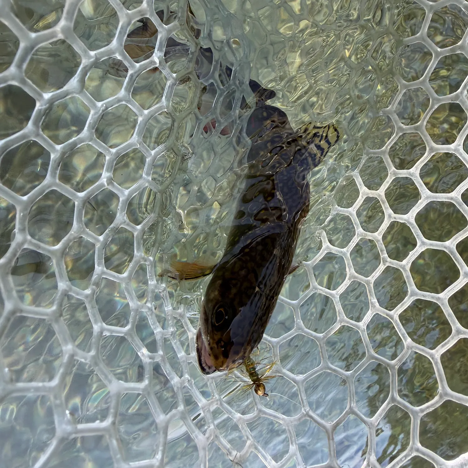 Brook trout caught on Fishbrain