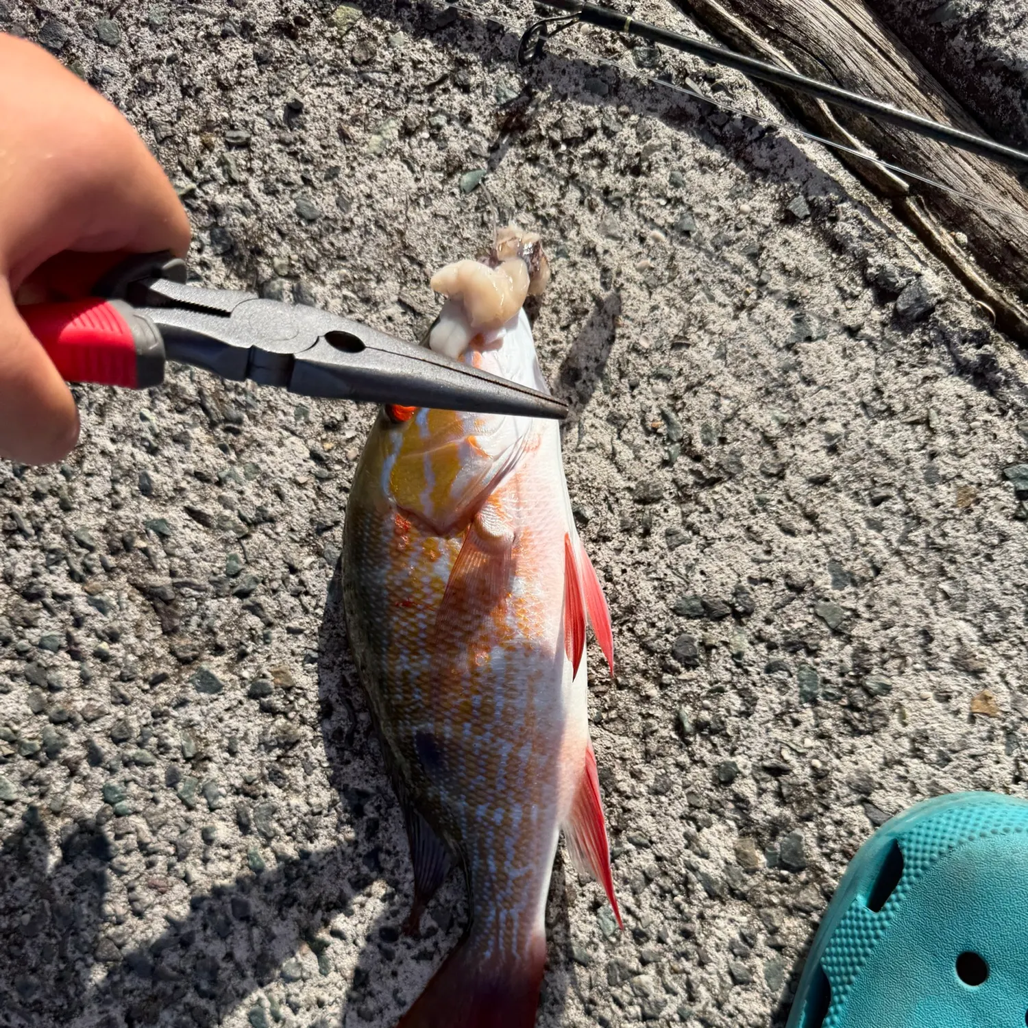 catch