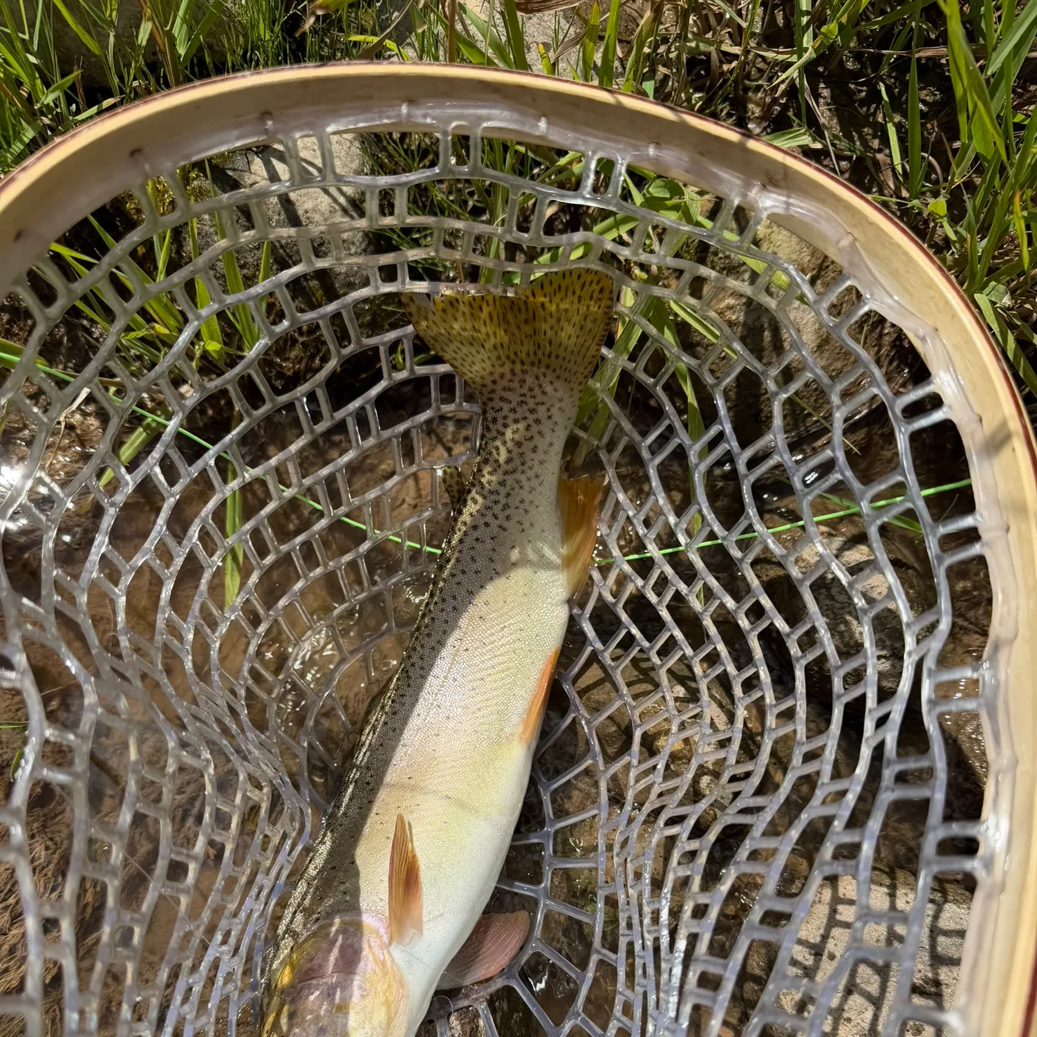 Cutthroat trout caught on Fishbrain