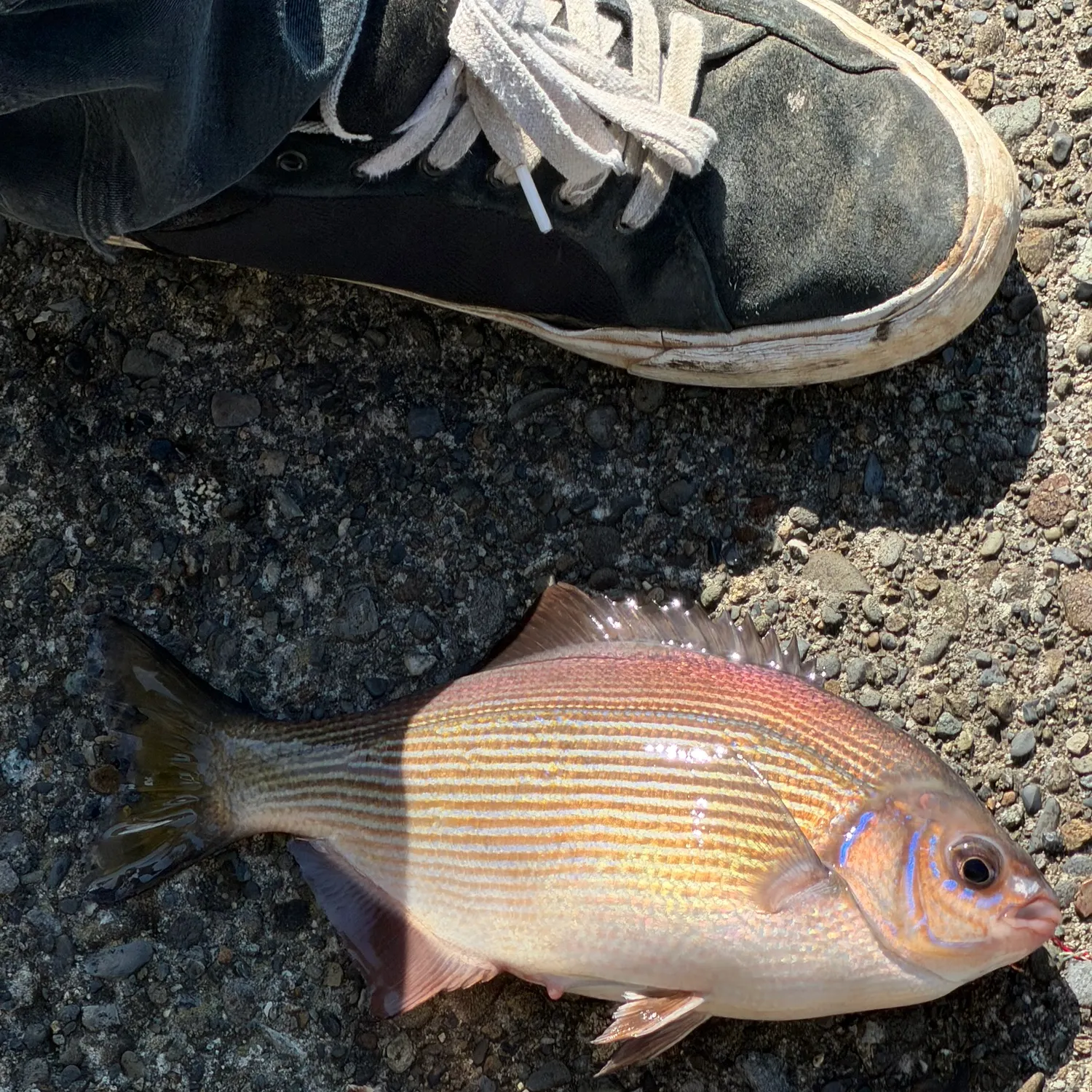 The most recent Striped seaperch catches on Fishbrain