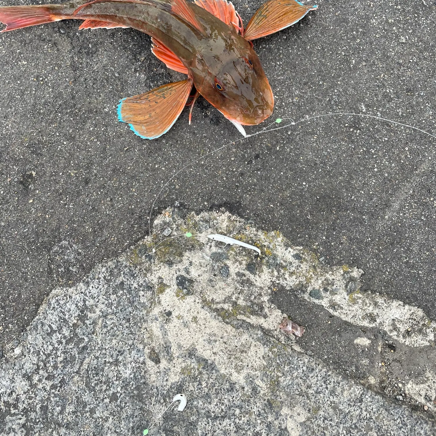 European flounder caught on Fishbrain