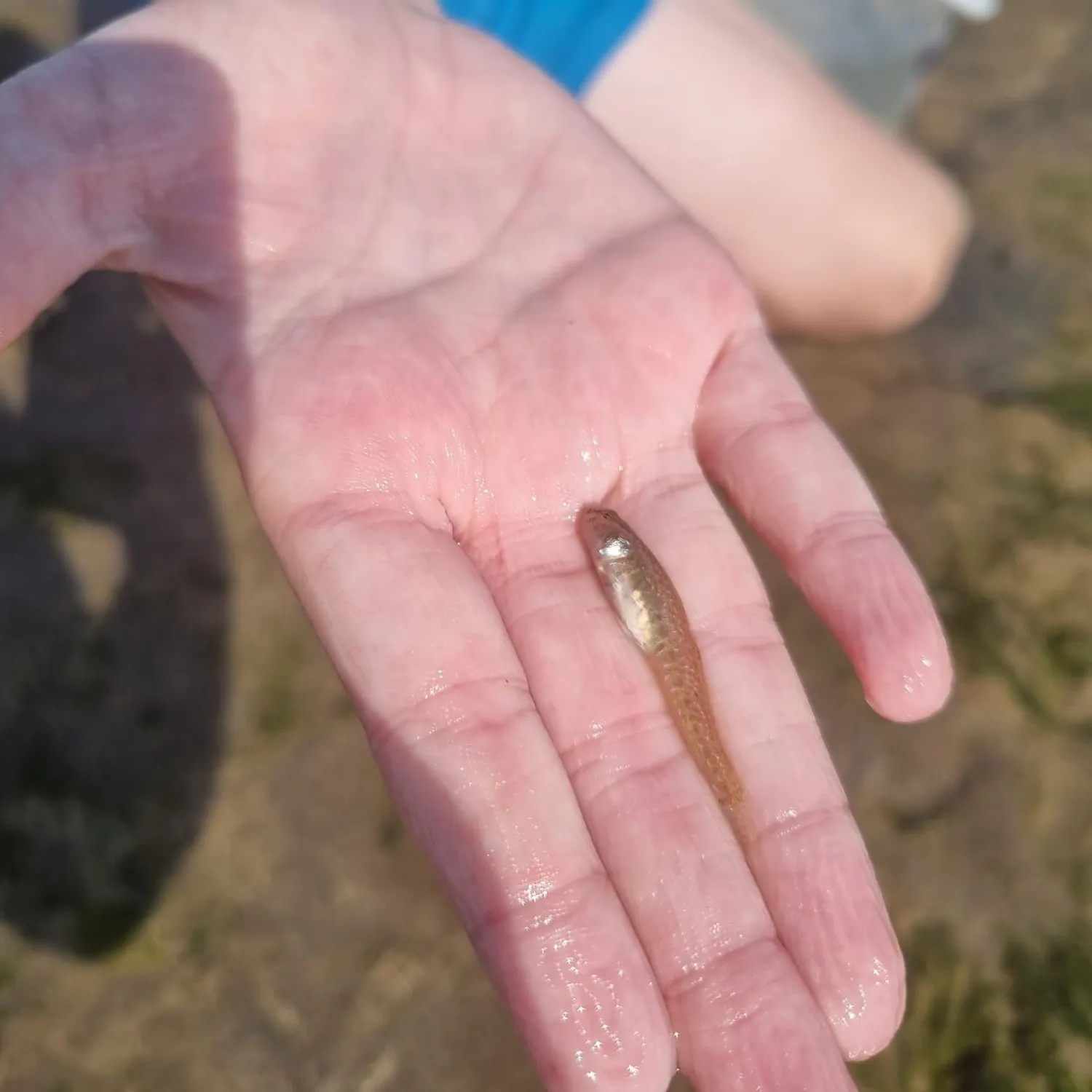 The most recent Common goby catches on Fishbrain
