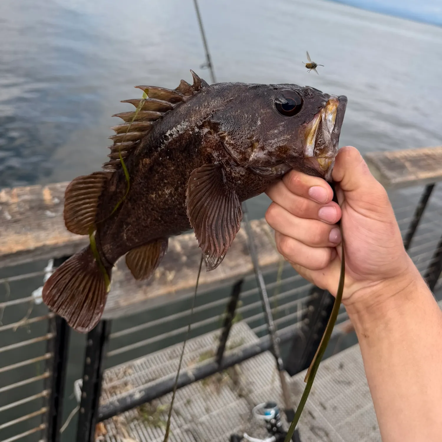 Copper rockfish caught on Fishbrain