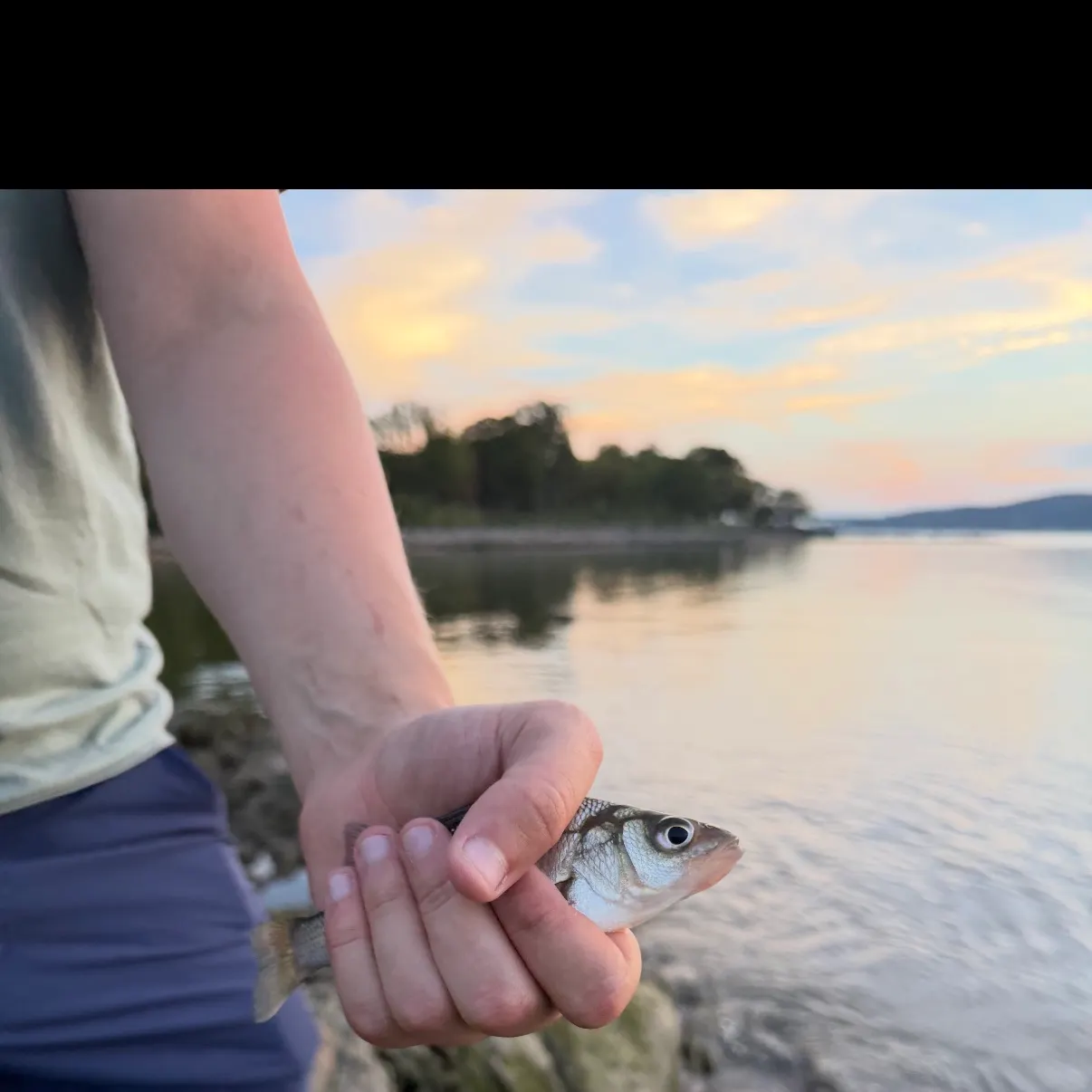 White perch caught on Fishbrain