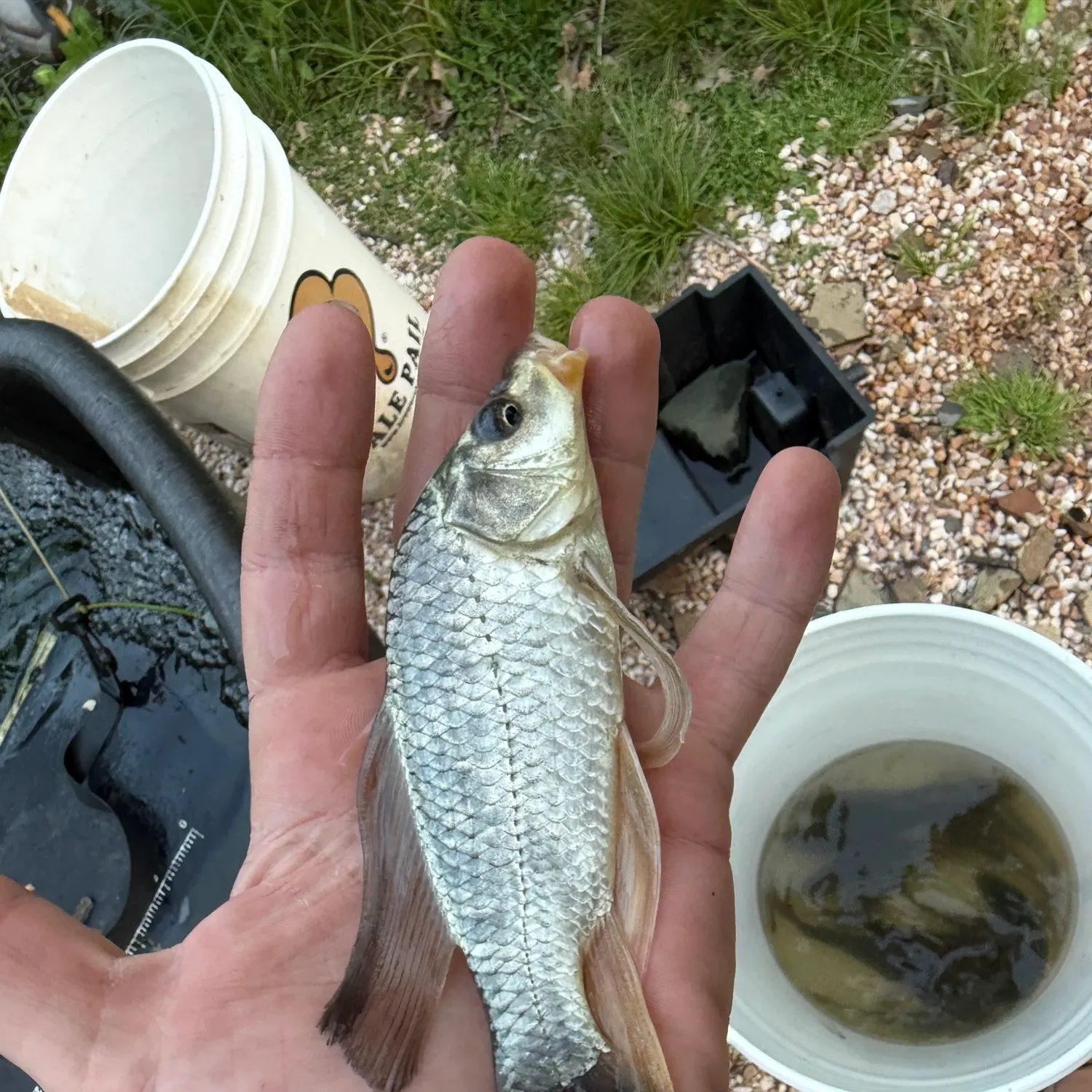 The most recent Koi x common carp catches on Fishbrain