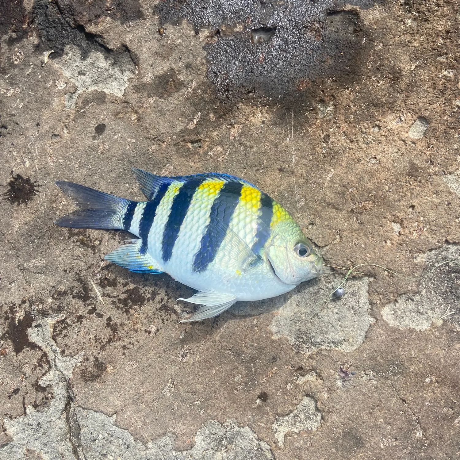 The most recent Sergeant-major catches on Fishbrain