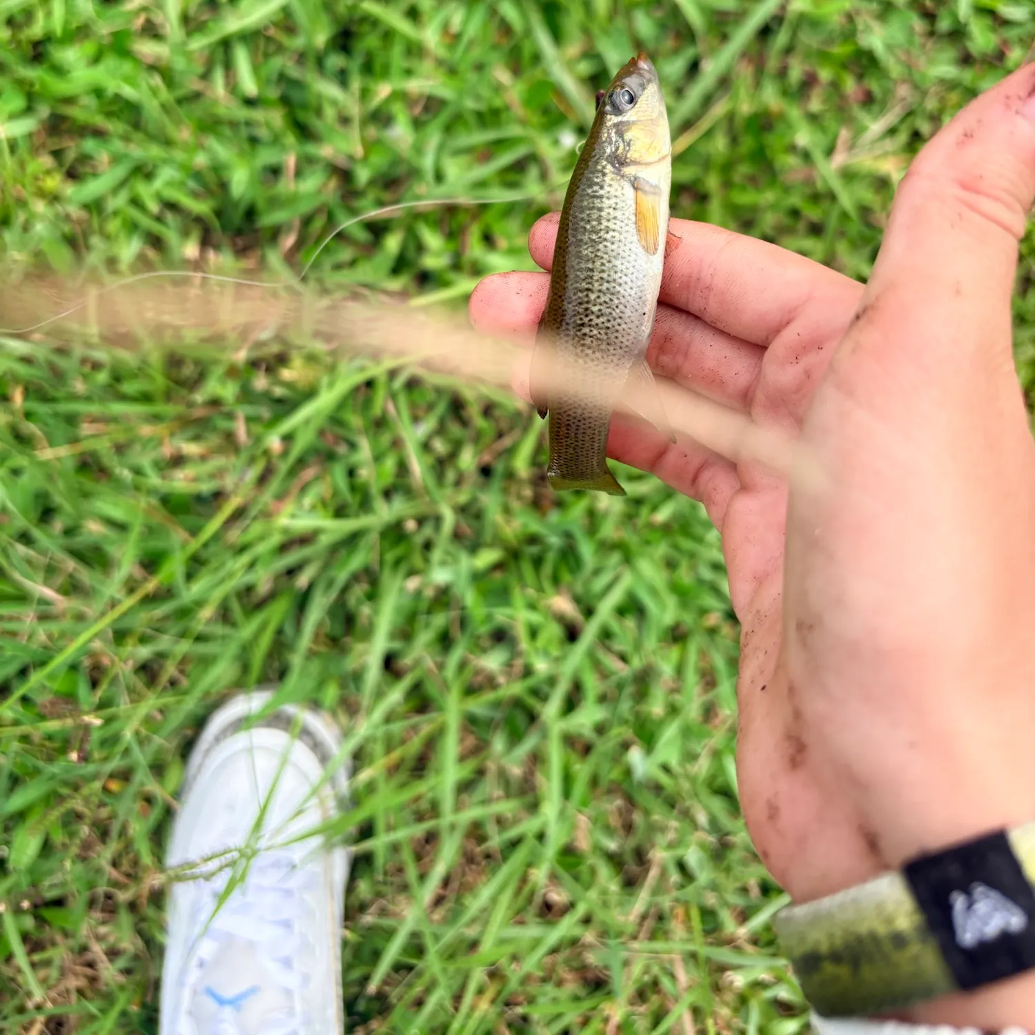 The most recent Seminole killifish catches on Fishbrain