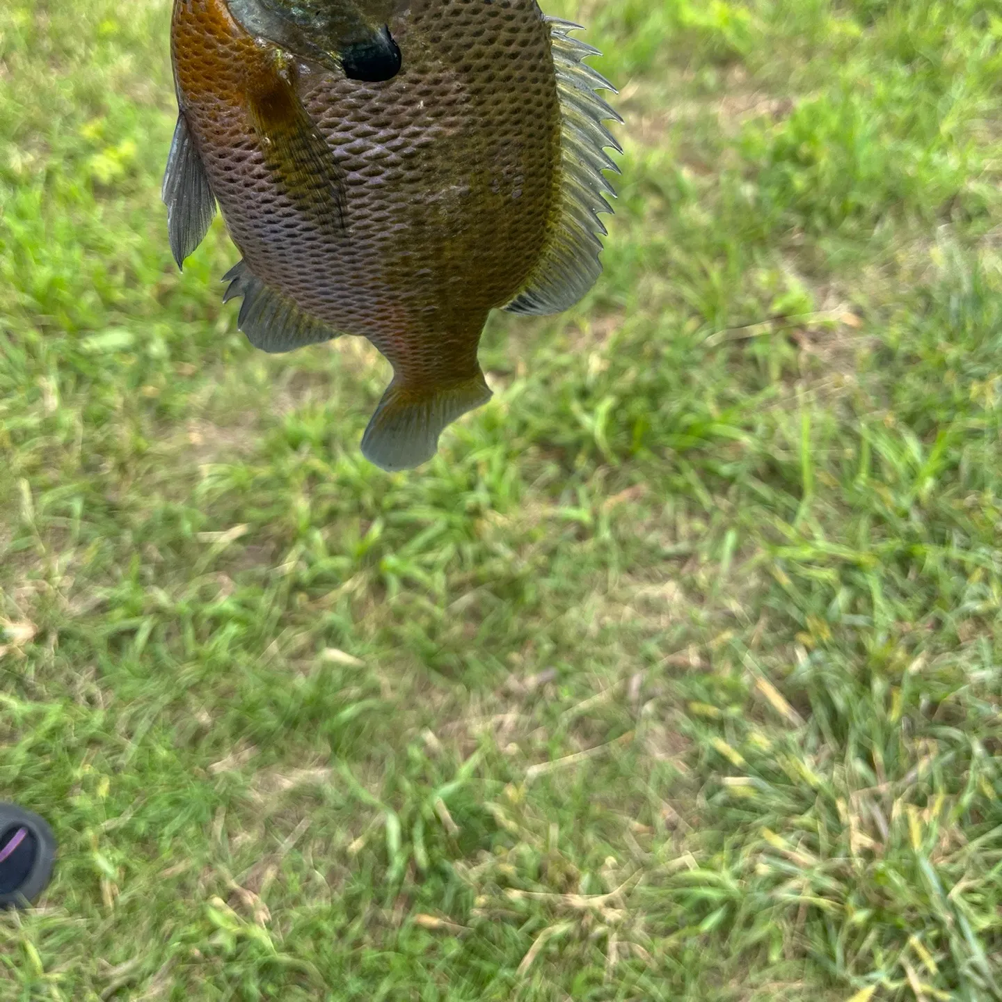 Bluegill caught on Fishbrain