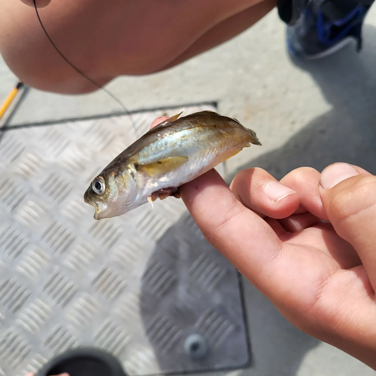 Pollack caught on Fishbrain