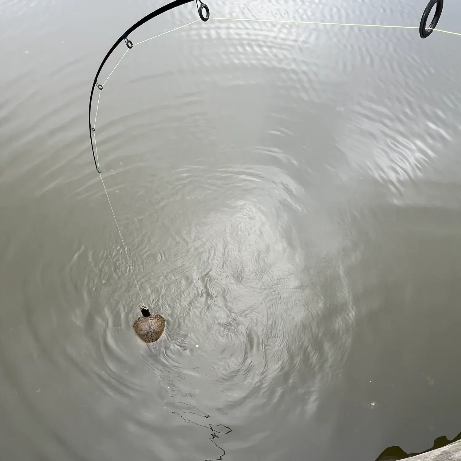 Fish caught on Fishbrain