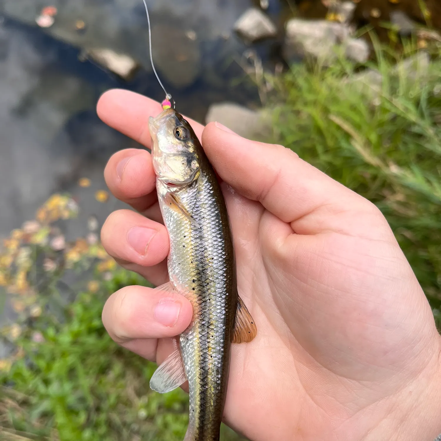 Creek chub caught on Fishbrain
