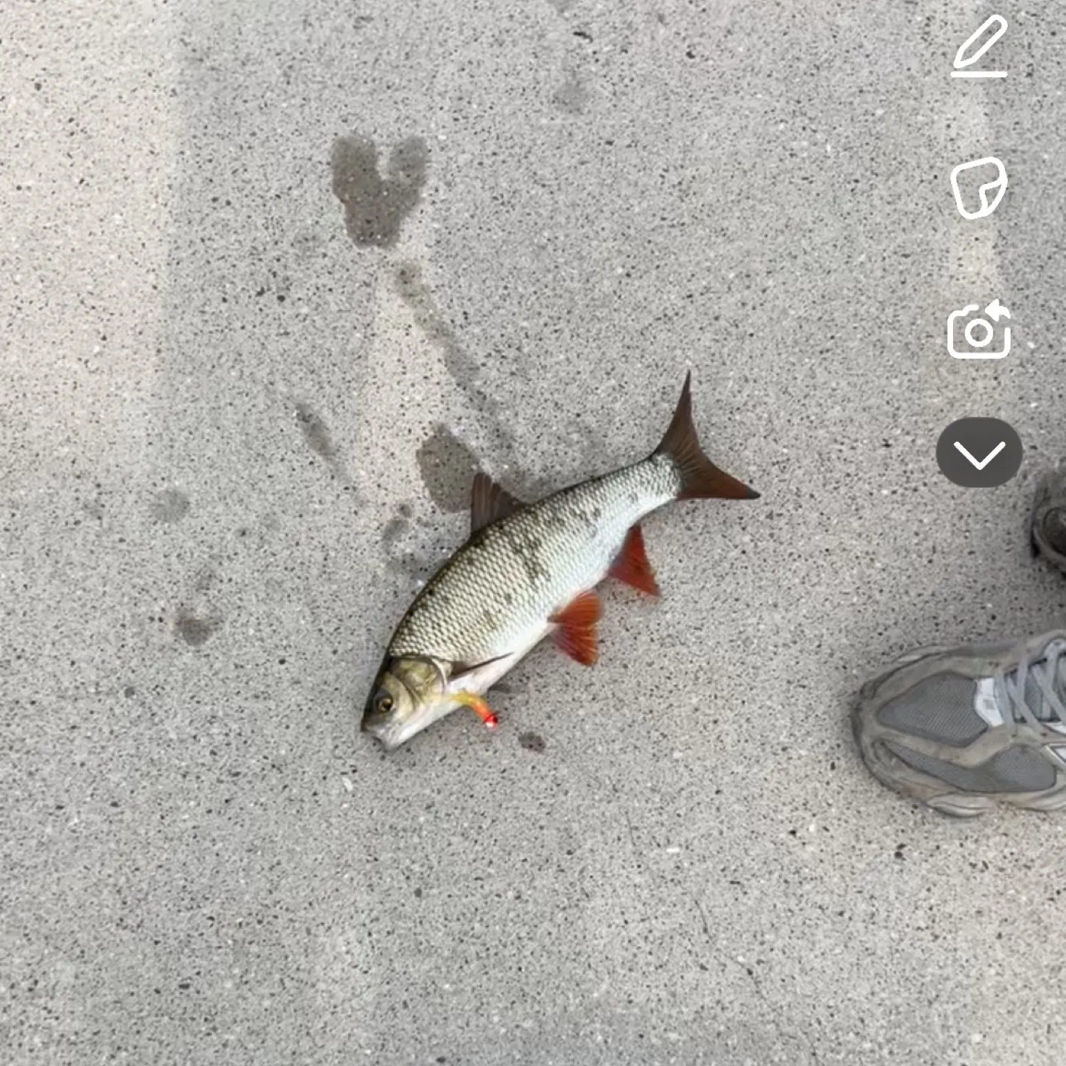 recently logged catches