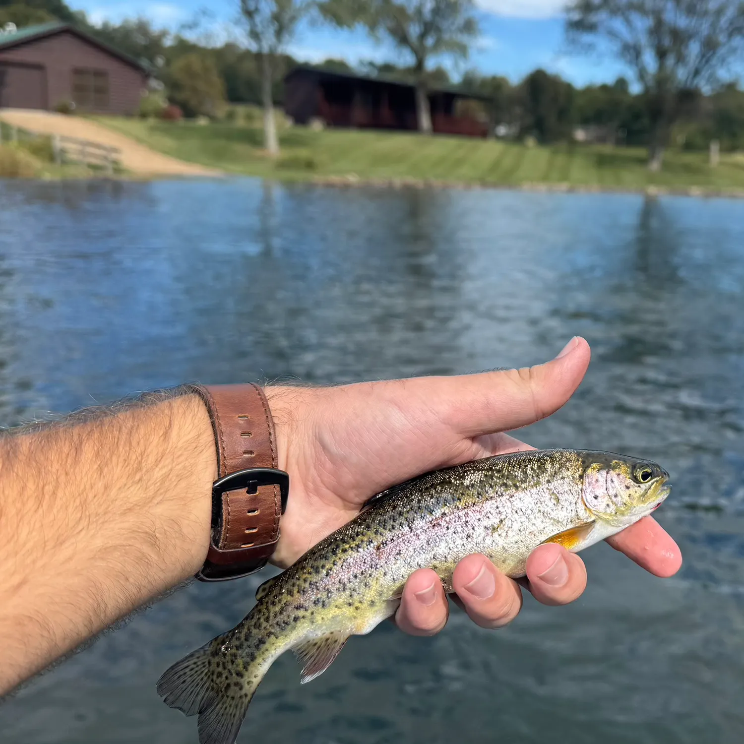 Rainbow trout caught on Fishbrain