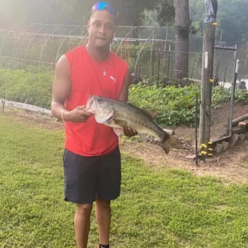 Largemouth bass caught on Fishbrain