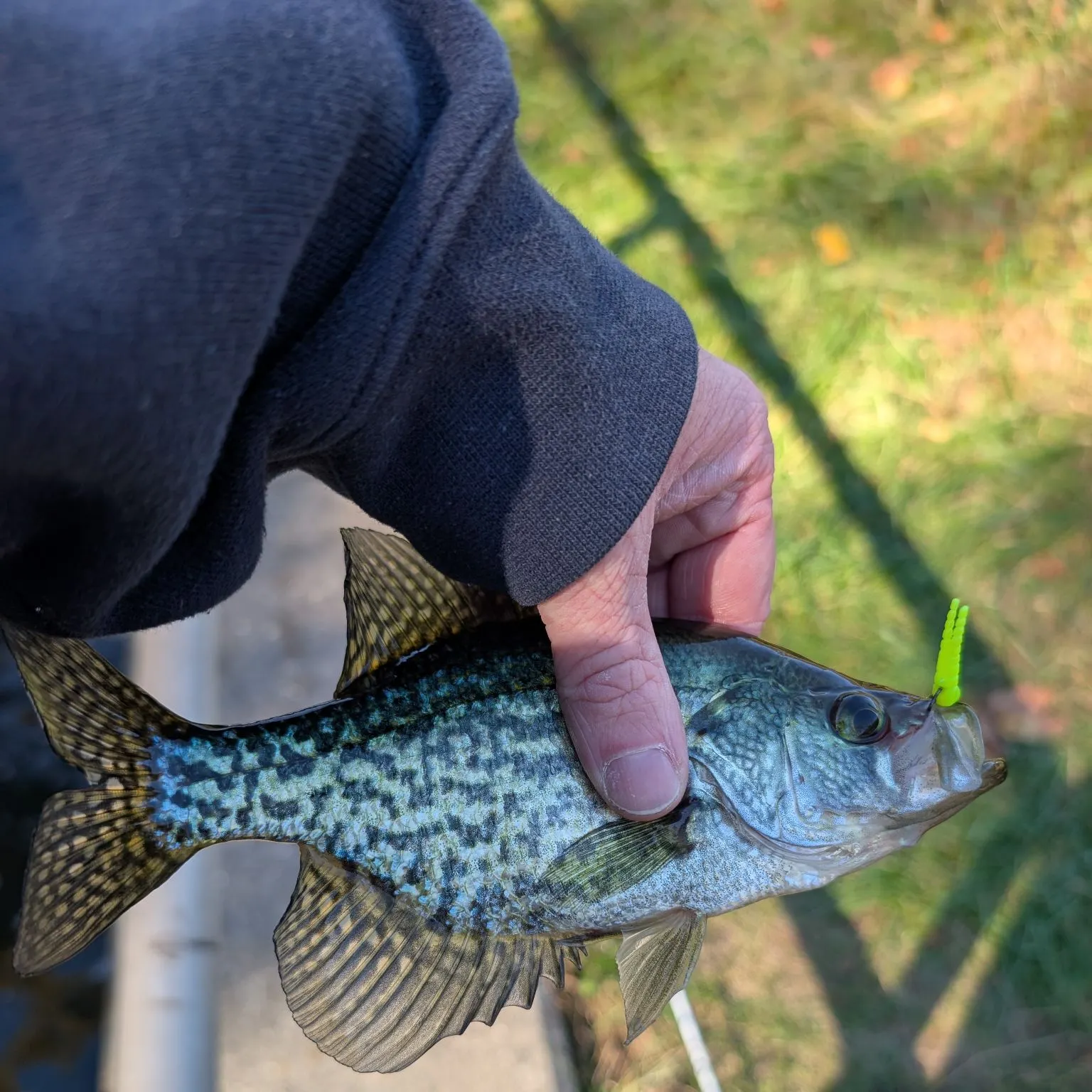 Black crappie caught on Fishbrain