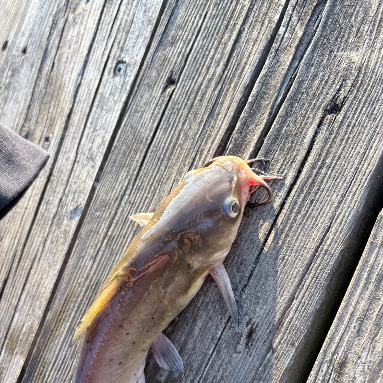 catch