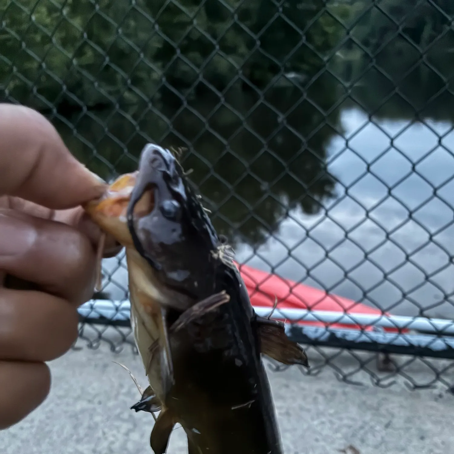 Yellow bullhead caught on Fishbrain
