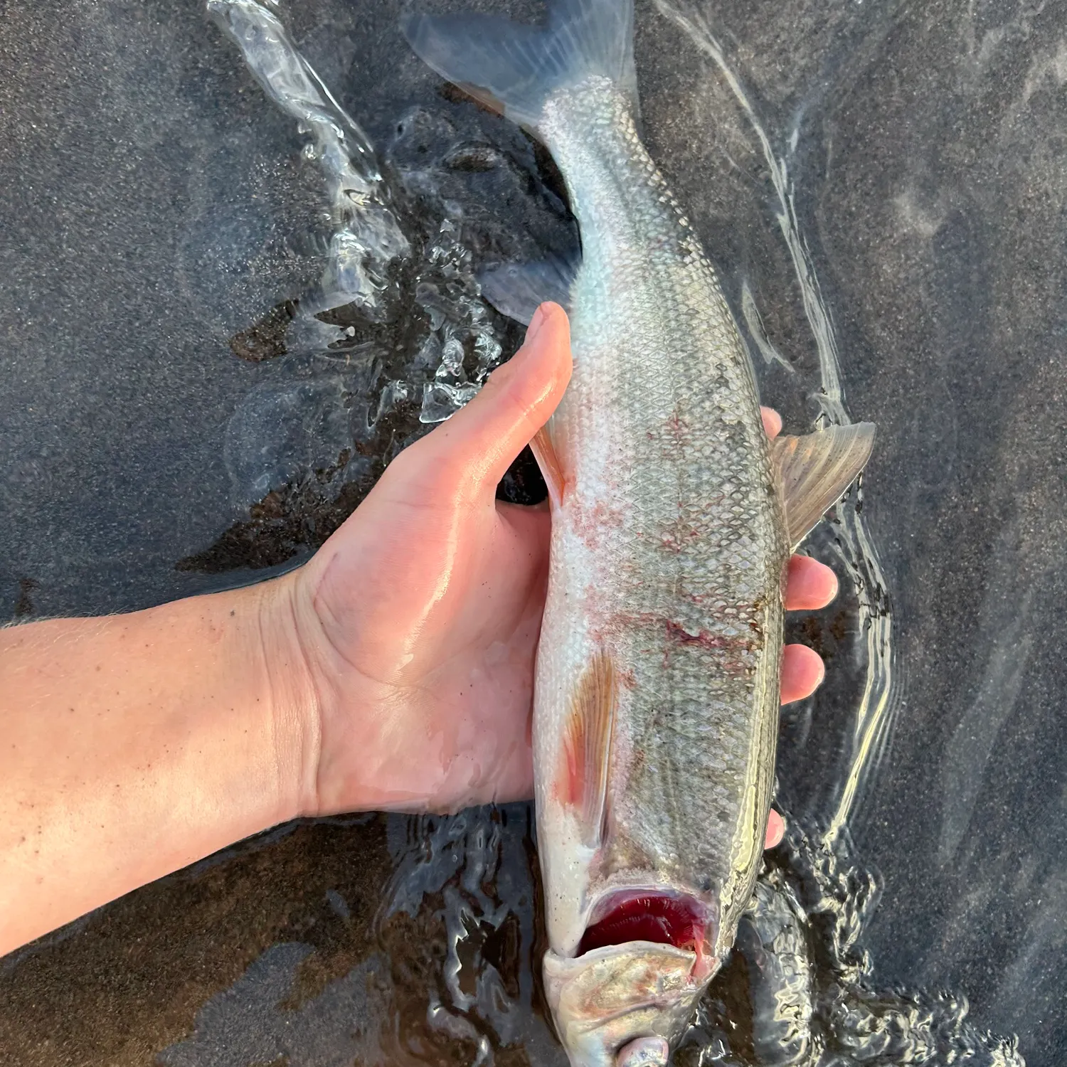 The most recent Peamouth catches on Fishbrain