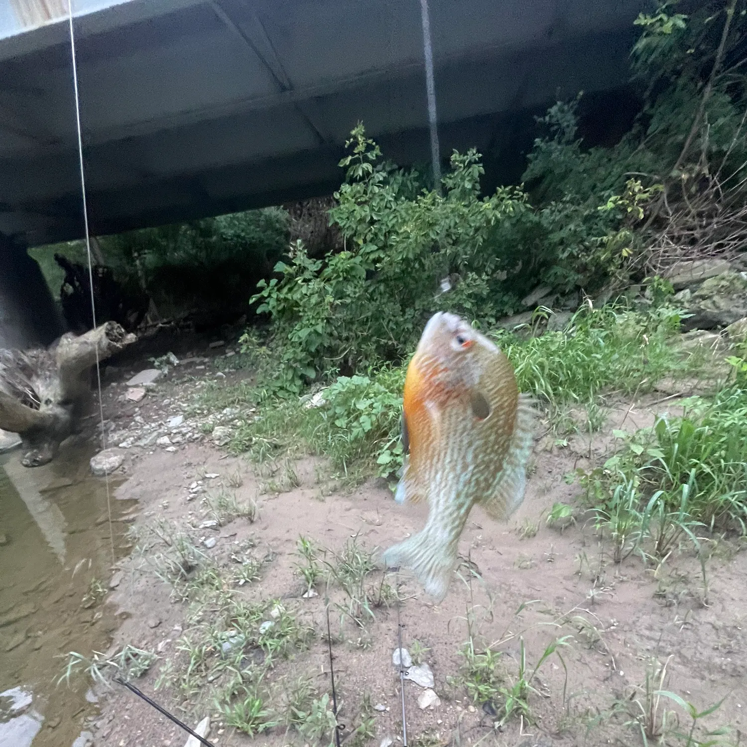 Pumpkinseed caught on Fishbrain